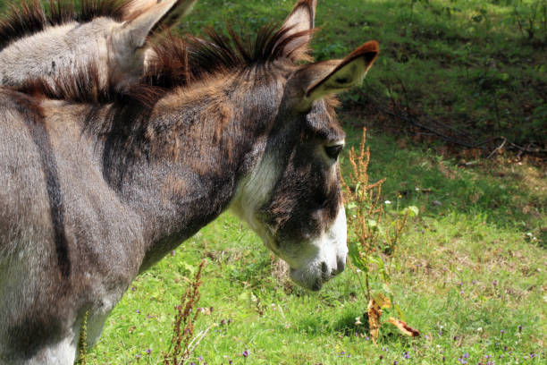 istock Herd of donkeys 922905852