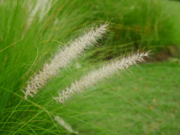 istock Mission grass flower close up as a background 922906436