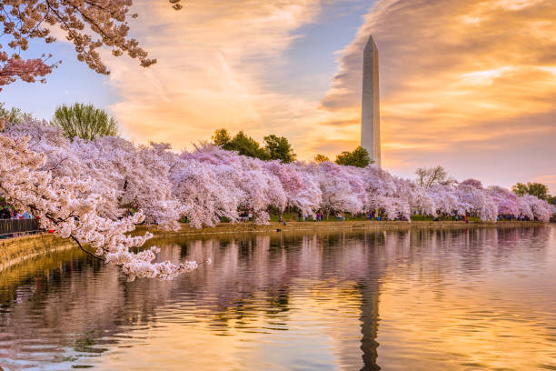 ワシントン dc の春 - cherry blossom cherry tree tree washington dc ストックフォトと画像