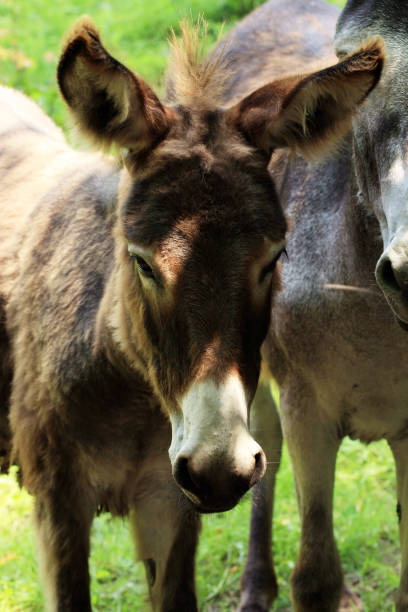 istock Herd of donkeys 922906678
