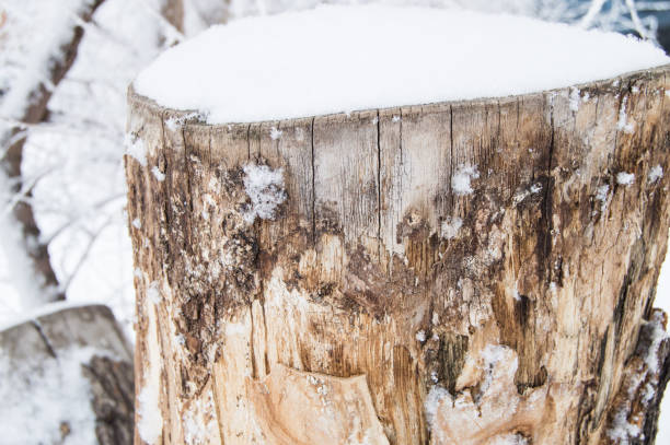 istock Old tree stump covered with snow in winter forest, Park on a cold day 922907008