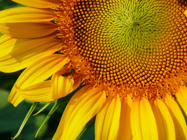 istock Sunflower and bee on green field 922907886