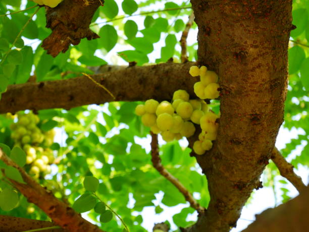 istock Star gooseberry on tree background 922910900
