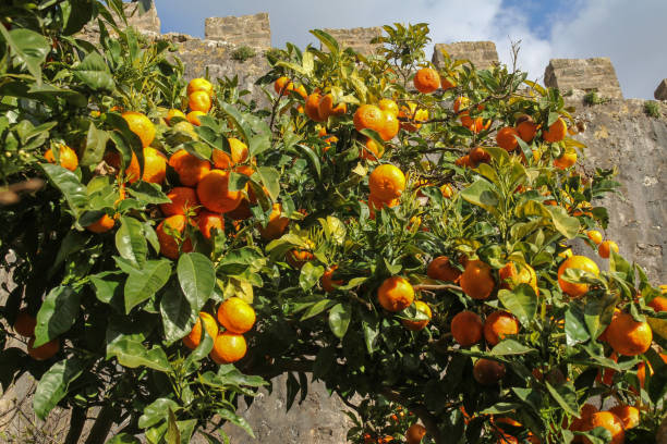 istock orange tree with ripe fruits 922913798