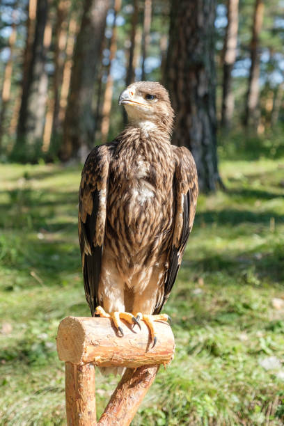 istock Falco cherrug, bird of prey 922914230