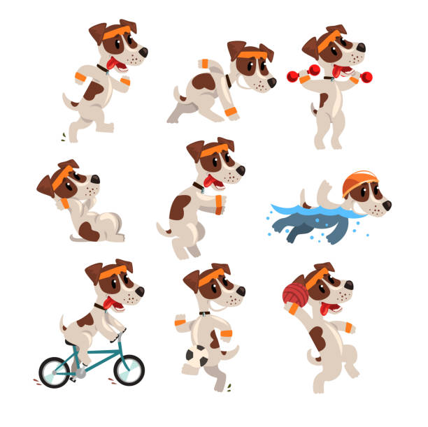 ilustrações, clipart, desenhos animados e ícones de jack desportiva bonito conjunto terrier de russell, personagem engraçado cão de estimação fazendo vários tipos de esportes vetor ilustrações - dog set humor happiness