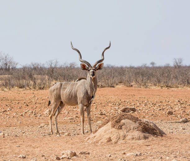 Kudu Bull Stock Photo - Download Image Now - Greater Kudu, Africa, Bull - Animal - iStock Kudu Bull Stock Photo - Download Image Now - Greater Kudu, Africa, Bull - Animal - iStock