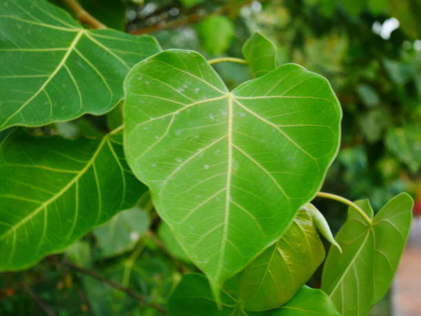 istock Bo Bodhi leaves heart-shaped leaves 922922700