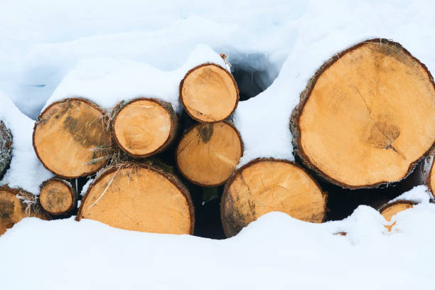istock Wood pile in the forest covered with snow 922923204