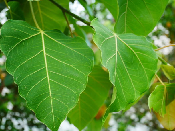 istock Bo Bodhi leaves heart-shaped leaves 922924934