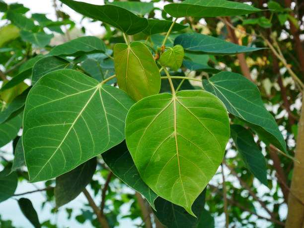 istock Bo Bodhi leaves heart-shaped leaves 922925032
