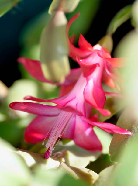 istock blooming the Christmas cactus, macro, narrow the focus area 922936688