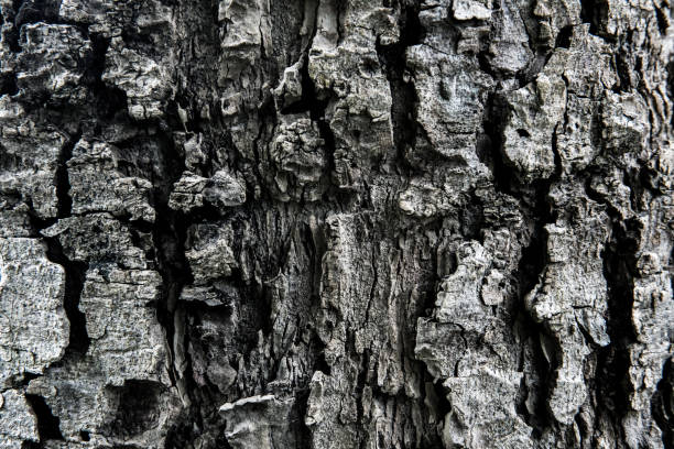 istock wood background and nature texture 922937288