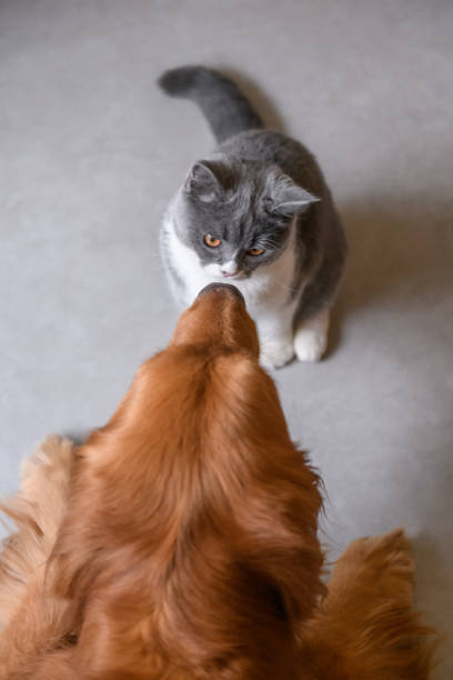 istock Golden Retriever and Cat 922939510