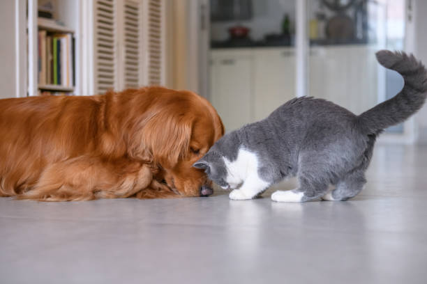 istock Golden Retriever and Cat 922939568
