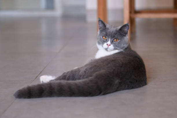 istock Grey cat, shot indoors 922939578