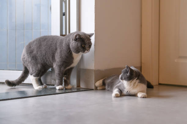 istock Grey cat, shot indoors 922939590