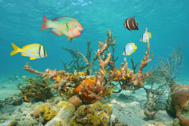 istock Colorful sea life underwater with tropical fish 922948118
