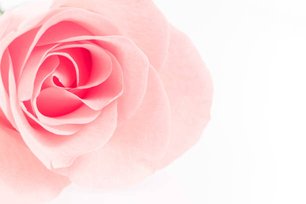 Pink Rose Flowers On White Background Rosaceae Postcard Cover Card