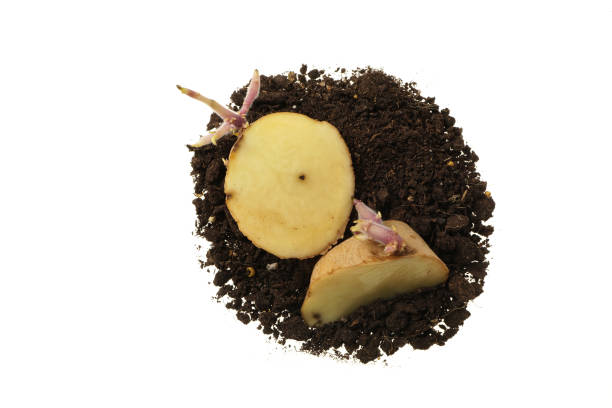 istock Sprouting potato chunks ready to plant  - isolated on white 922949618