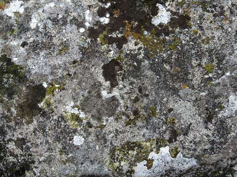 Lichen on the stone surface