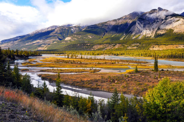 athabasca river mit grasenden elchen in jasper nationalpark, alberta, kanada - rothirsch stock-fotos und bilder