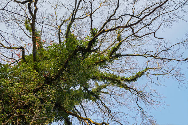 cima di un vecchio albero calvo ricoperto di edera contro il cielo cristallino blu - clear sky branch tree trunk uncultivated foto e immagini stock