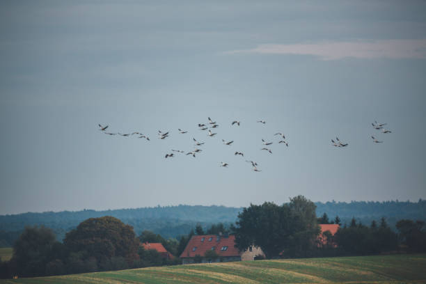 istock Cranes fly over the meadow at the evening sky in summer 922951130