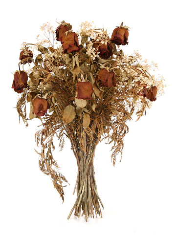 A bouquet of a dozen of dried wilted red roses with baby breath isolated on white.