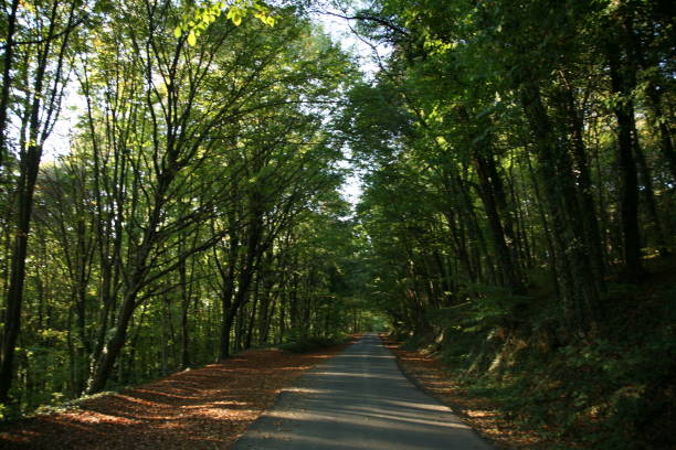 istock Road with trees and leaves 922953716