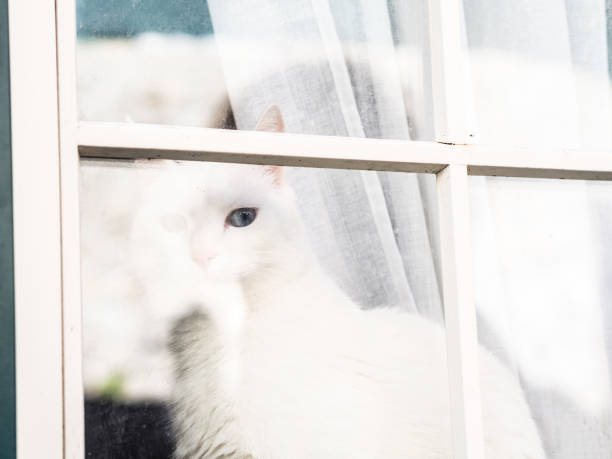 istock White cat sitting at the window, looking outside 922953804