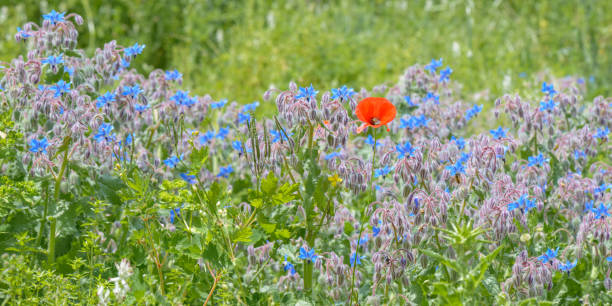 istock Flowers and Poppy 922954618