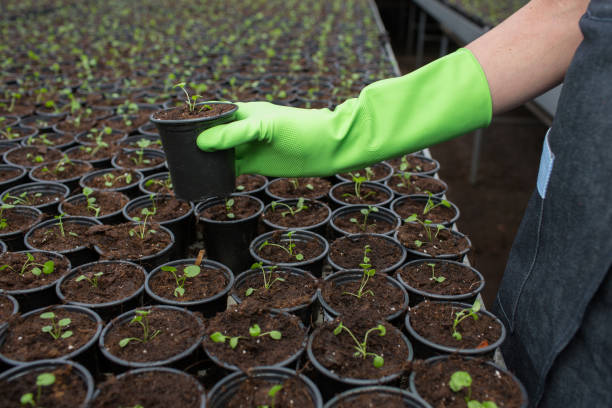istock cultivation houseplants in a greenhouse 922957536