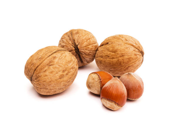 istock Group of walnuts and hazelnuts on white. Healthy food concept. 922957690