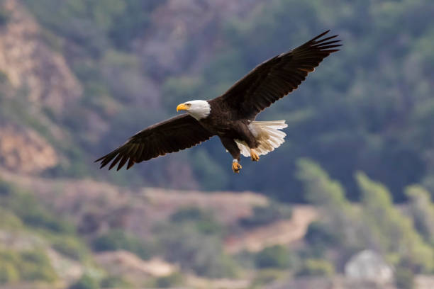 istock Eagle glides above Los Angeles valley 922959018