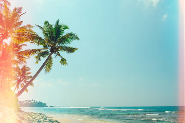 istock Tropical beach with palm trees vintage color toned 922959058