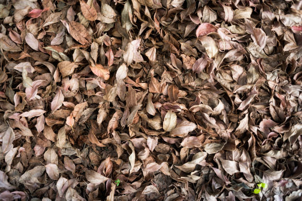 istock Leafs of the ground as a background 922961450