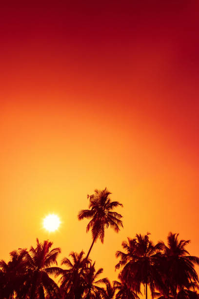 istock Palms silhouettes at summer warm sunset 922961746