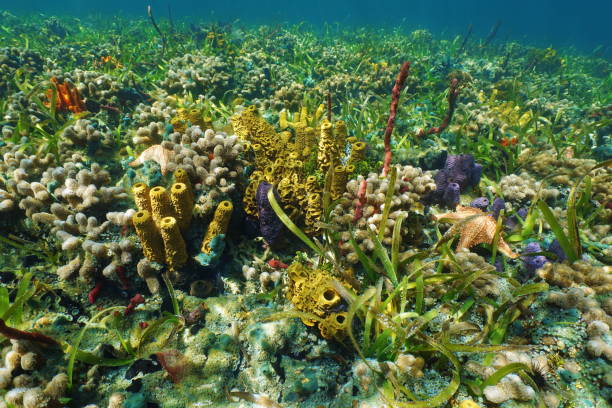 istock Colorful underwater creatures on the seafloor 922961788