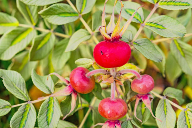 Large red ripe berries decorative rose hips on branches with yellowing leaves in autumn close up