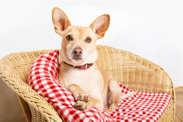 istock dog resting in bed with blanket 922964980