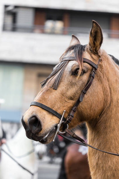 istock Brown spanish horse head portrait 922965192