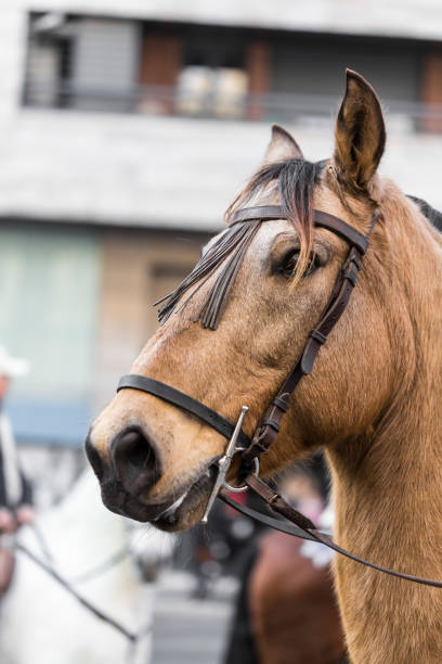 istock Brown spanish horse head portrait 922965212