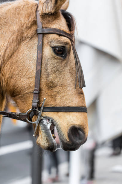 istock Brown spanish horse head portrait 922965238