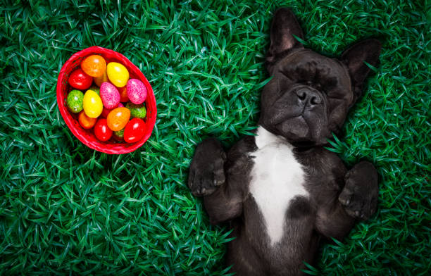 hapy easter dog with eggs - podenco imagens e fotografias de stock
