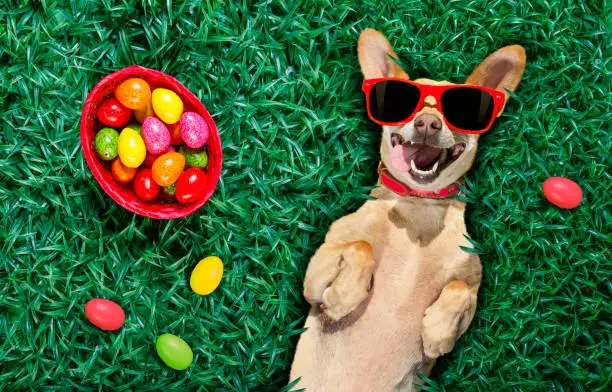 funny  happy podenco easter bunny  dog with a lot of eggs around on grass  and basket , sleeping and resting this season