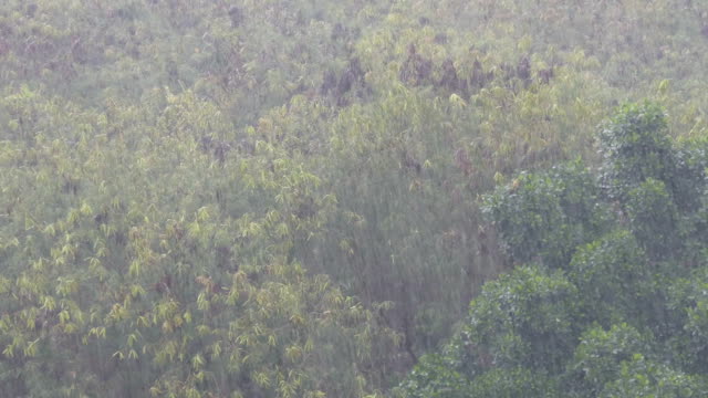 A tropical downpour in Thailand. Rain by Wall