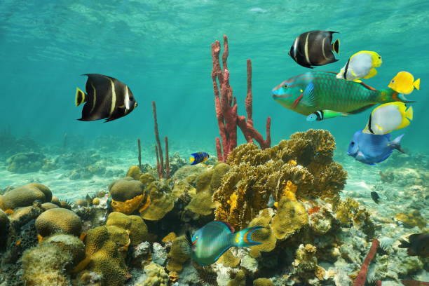 istock Corals and colorful tropical fish under the water 922972498