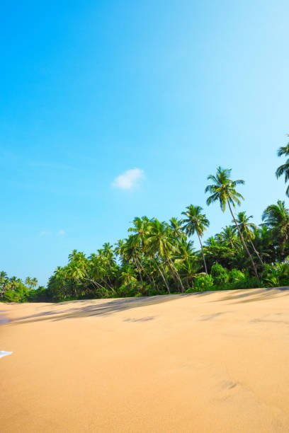 istock Beautiful beach on tropical island 922972600