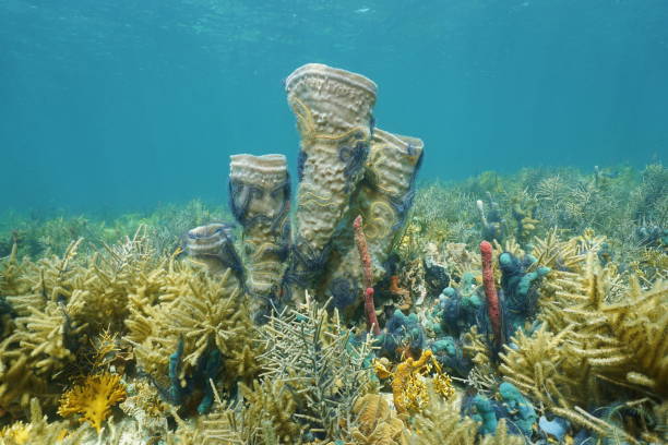 istock Coral reef underwater with branching vase sponge 922973160